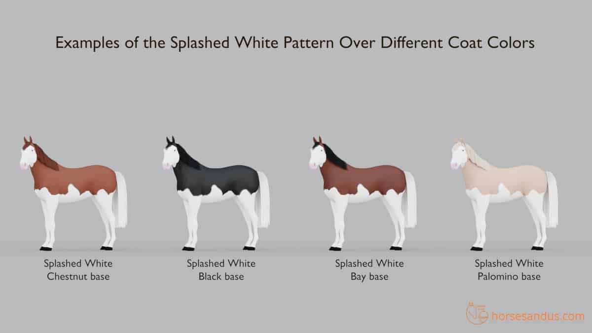 Horse Splashed white pattern on different coat colors