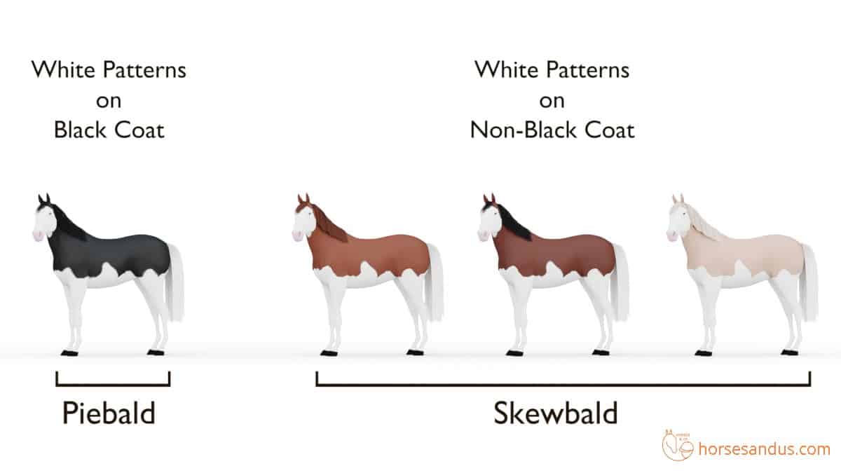 Horse Splashed white pattern: Piebald and Skewbald