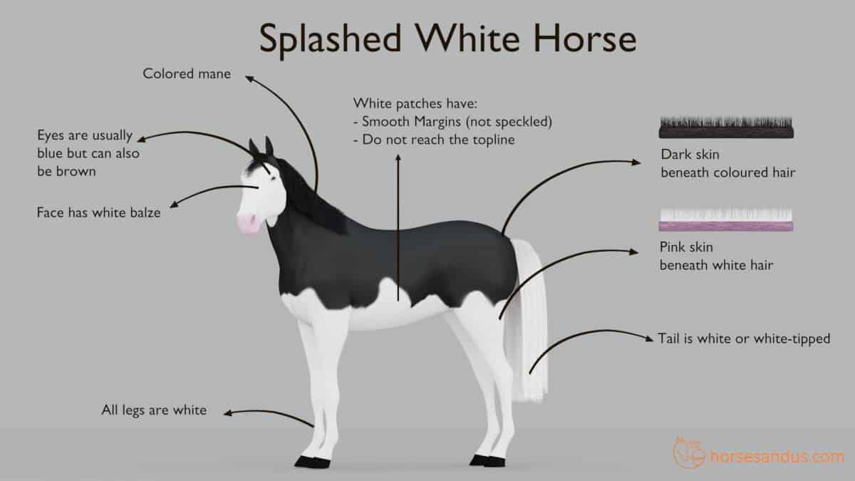 Characteristics of horse splashed white pattern