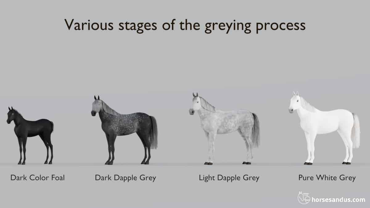 Greying progression as the horse ages