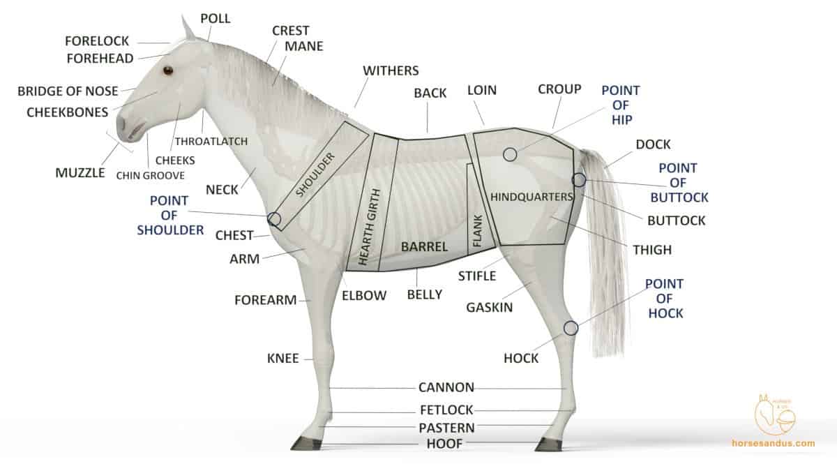 parts of a horse diagram