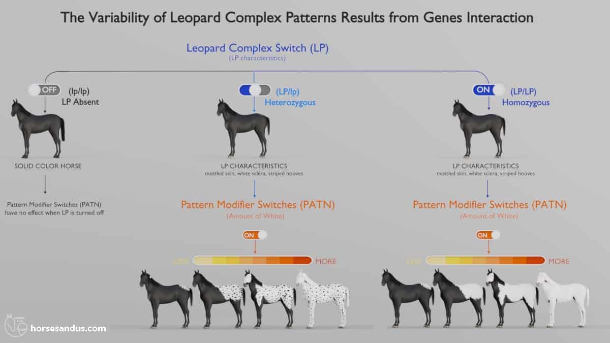 Leopard Complex (LP) and Modifier (PATN) genes interaction