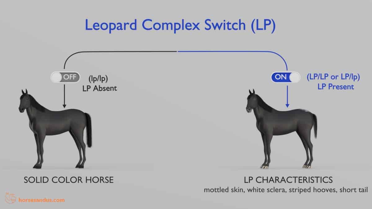 leopard Complex Gene