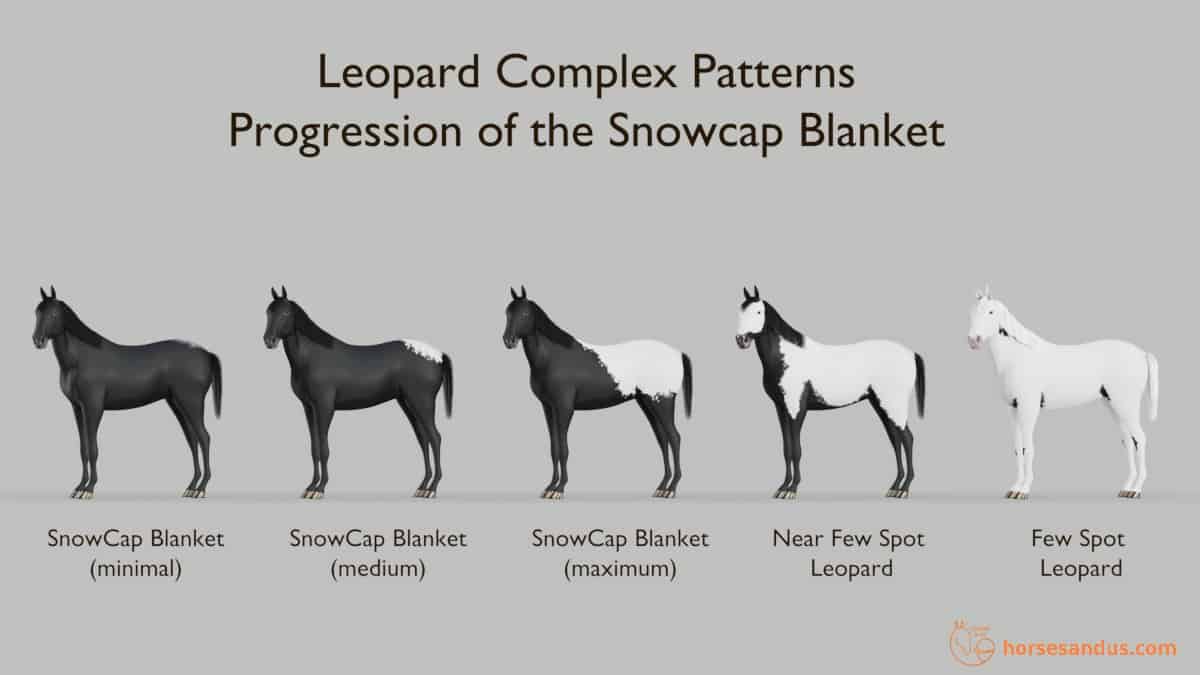 Leopard Complex Snowcap Blanket, Near Few Spot Leopard, Few Spot Leopard