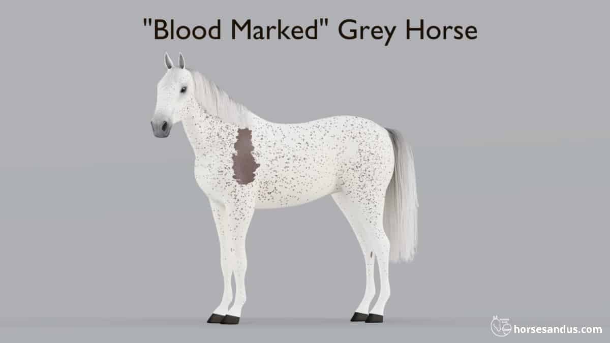 Blood Marked Grey Horse