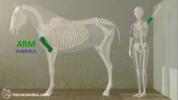 horse arm and humerus versus human arm and humerus
