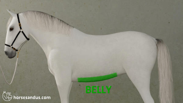 horse belly