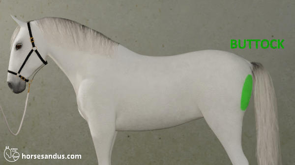 horse buttocks