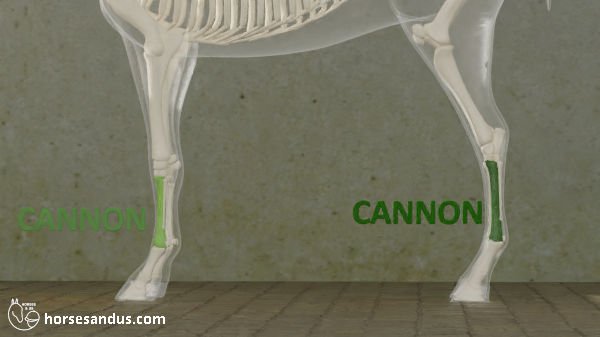 horse cannon