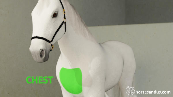 horse chest