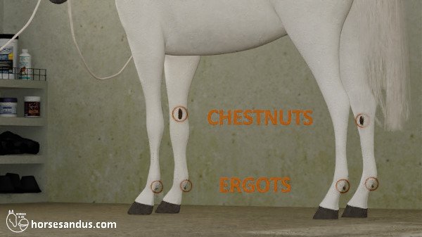 horse chestnuts and ergots