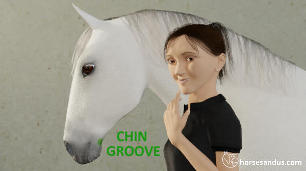 horse chin groove