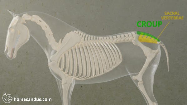 horse croup and sacral vertabrae