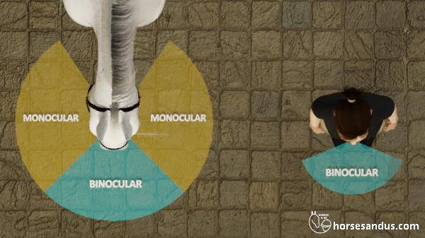 horse eyes versus human eyes