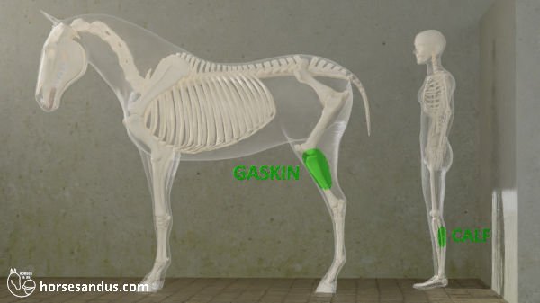 horse gaskin versus human calf