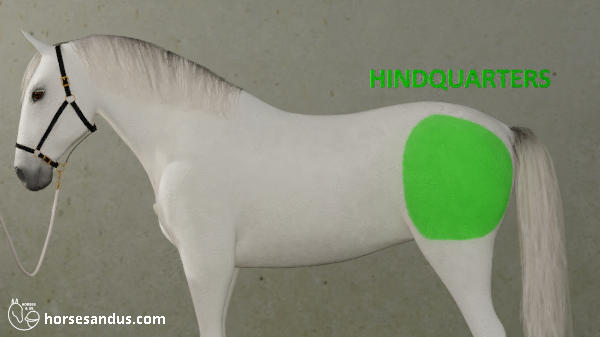 horse hindquarters