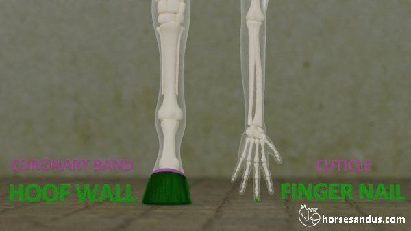 horse hoof versus human fingernail