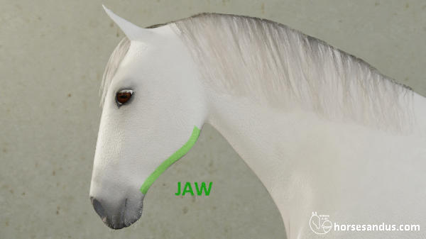 horse jaw