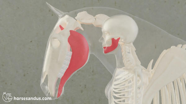 horse jaw versus human jaw
