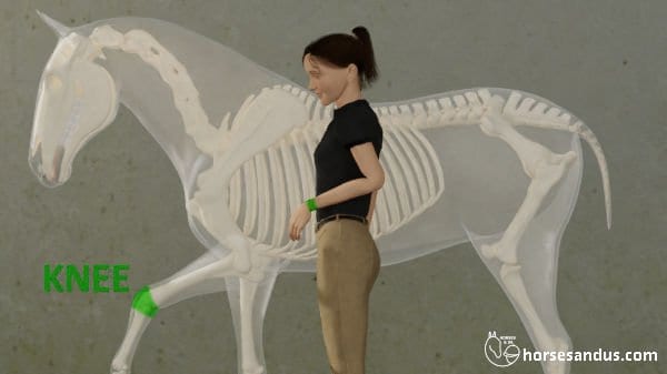 horse knee versus human wrist