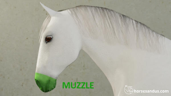 horse muzzle
