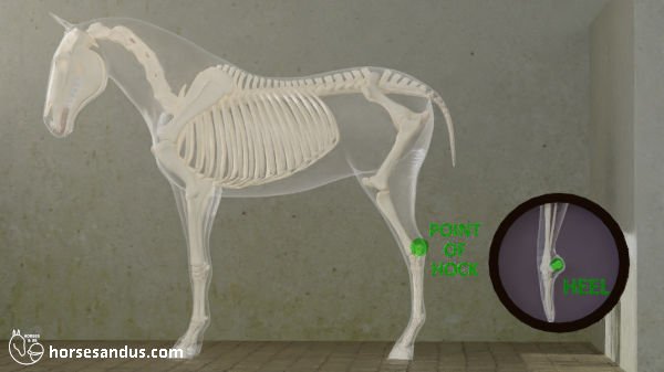 horse point of hock versus human heel