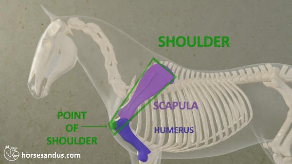 horse shoulder and point of shoulder. Scapula and humerus