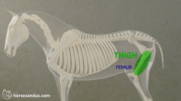 horse thigh and femur