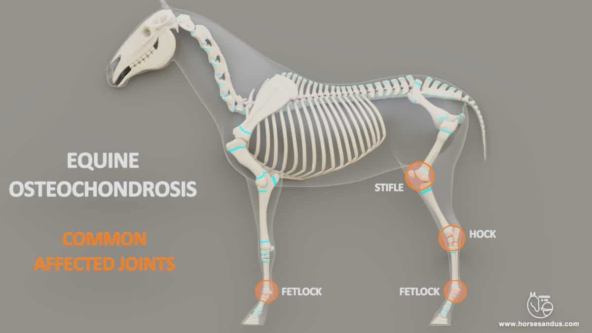 Equine Osteochondrosis. Most common joints affected. Fetlocks, hock and stifle