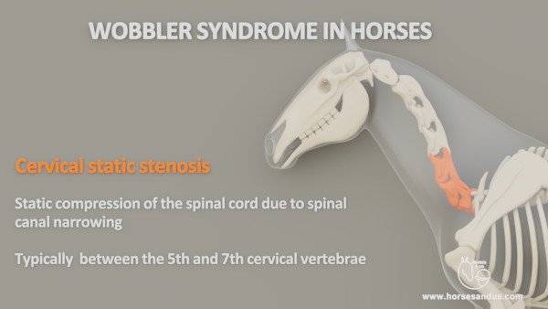 Wobbler syndrome- Cervical static stenosis