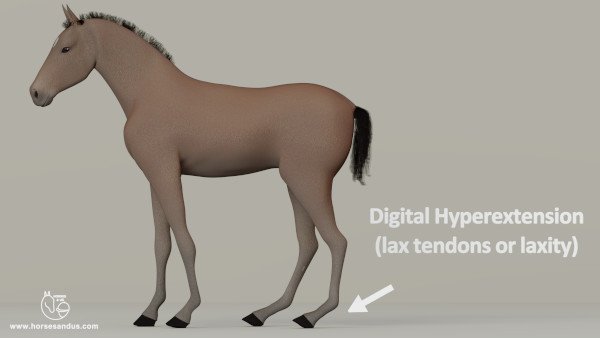 Developmental Orthopedic Disease in horses - Digital hyperextension