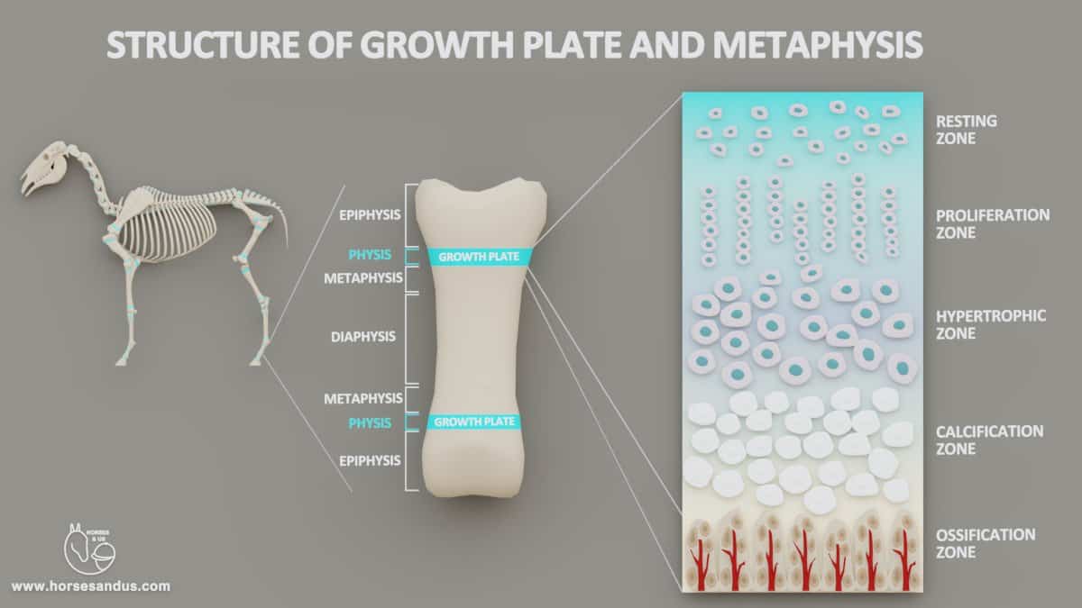 Structure of growth plates - zones of growth plate and metaphysis