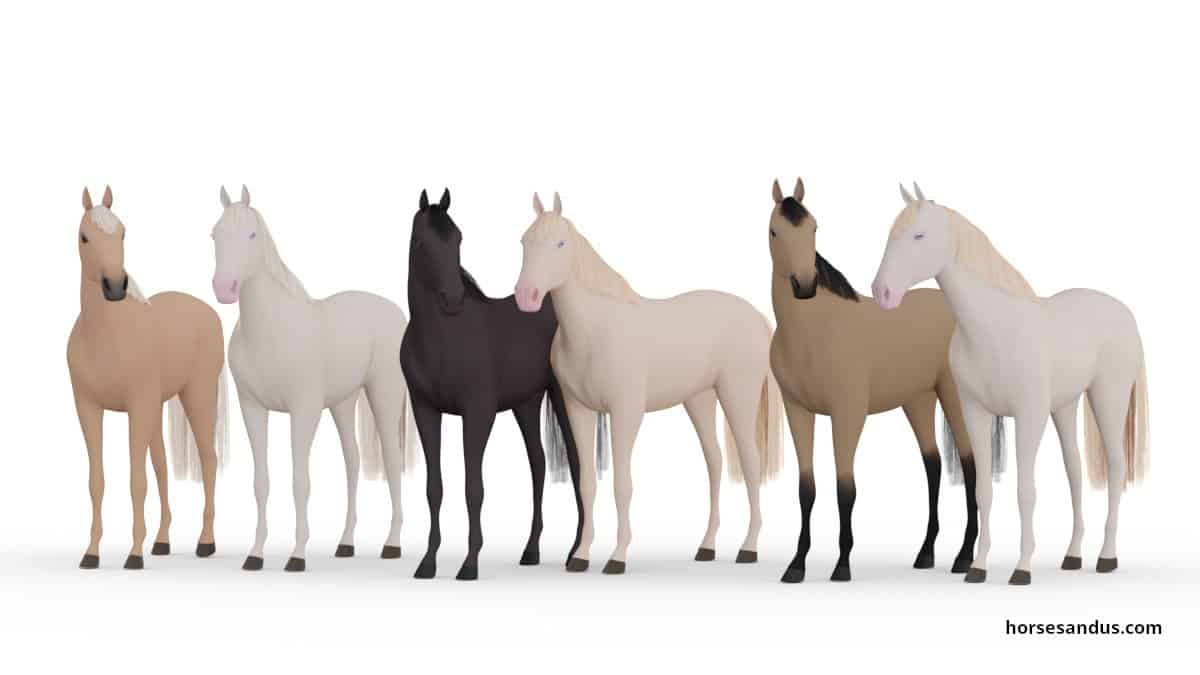 Cream horse coat colors
