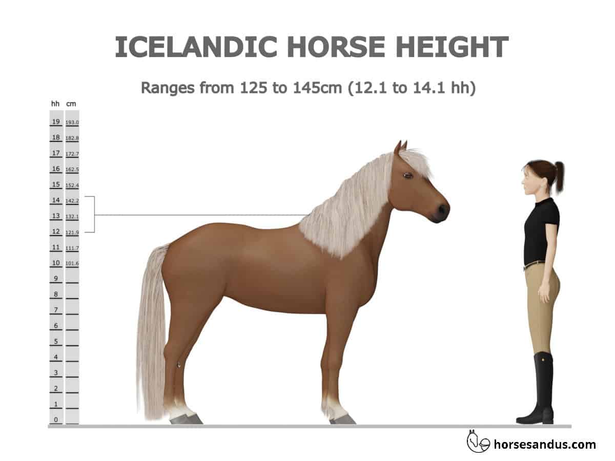 Icelandic horse height