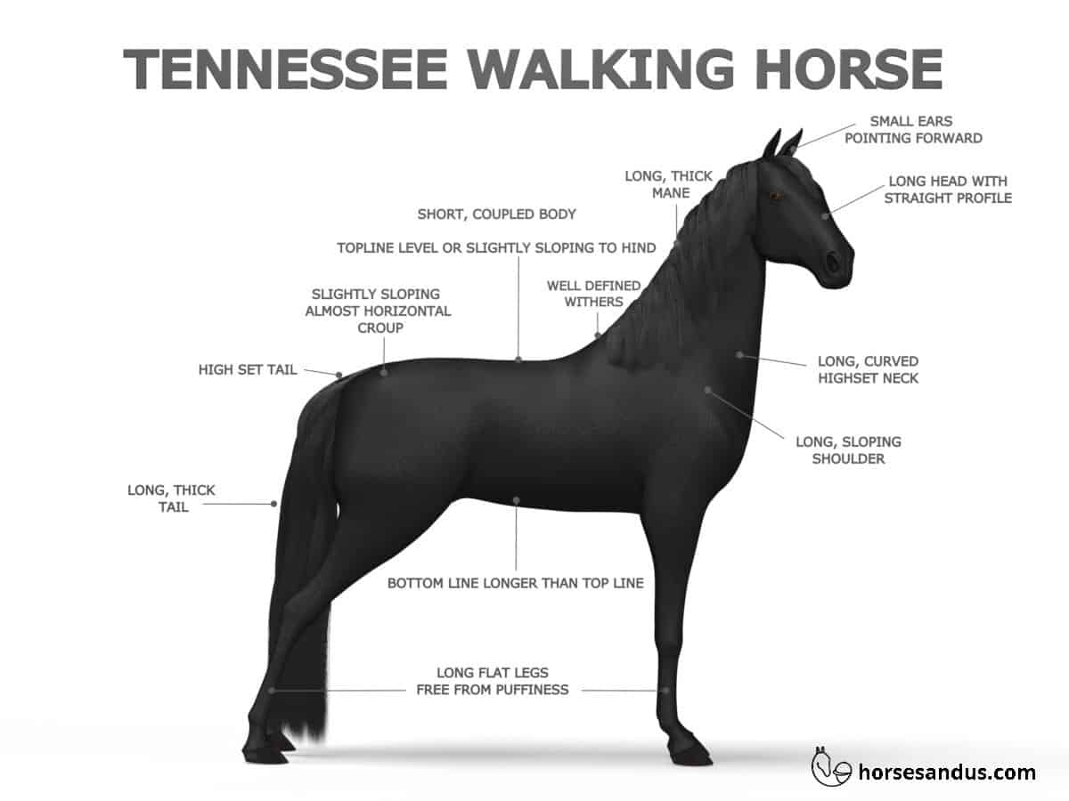 Tennessee Walking Horse Characteristics