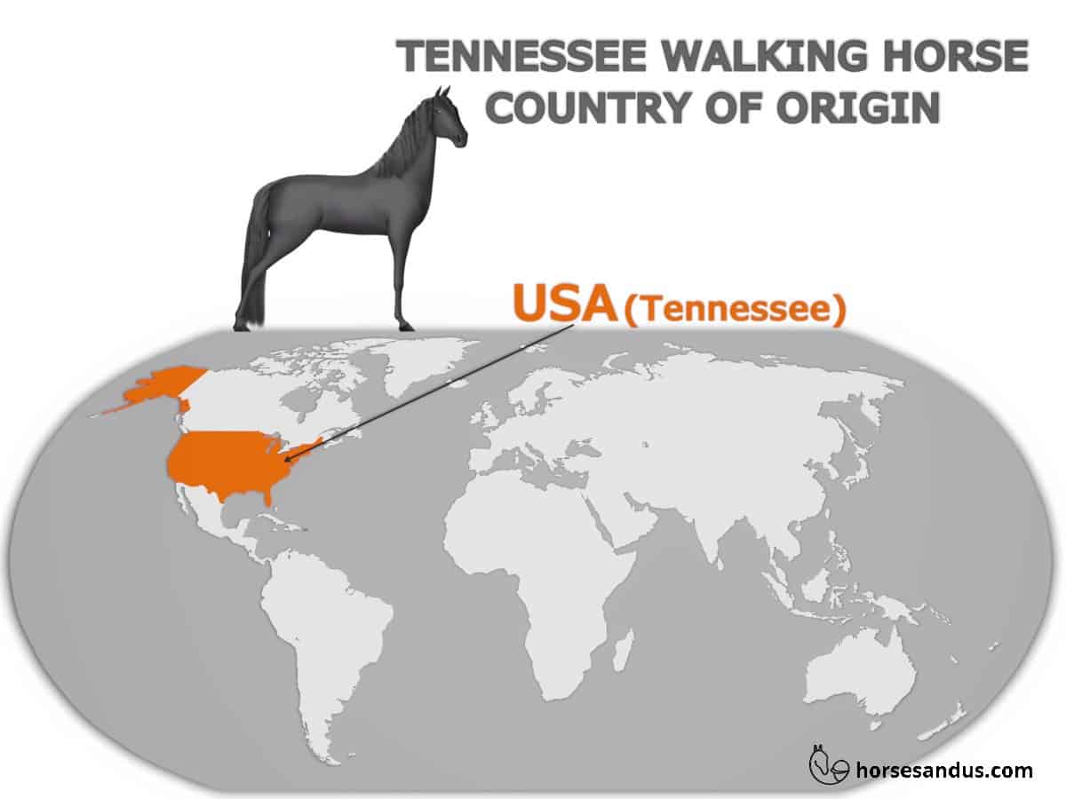 Tennessee Walking horse's country of Origin - USA (Tennessee)