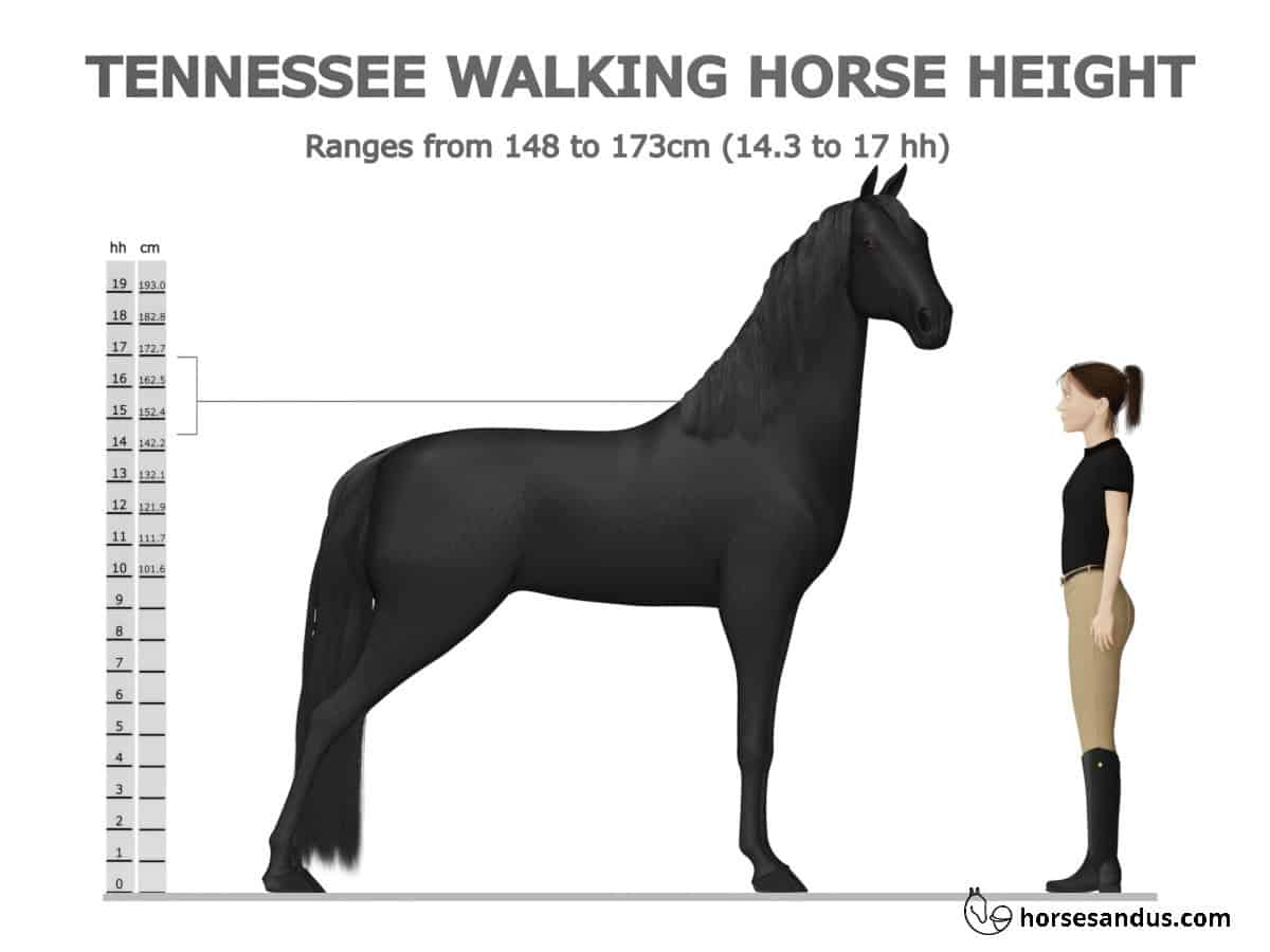 Tennessee Walking Horse Height