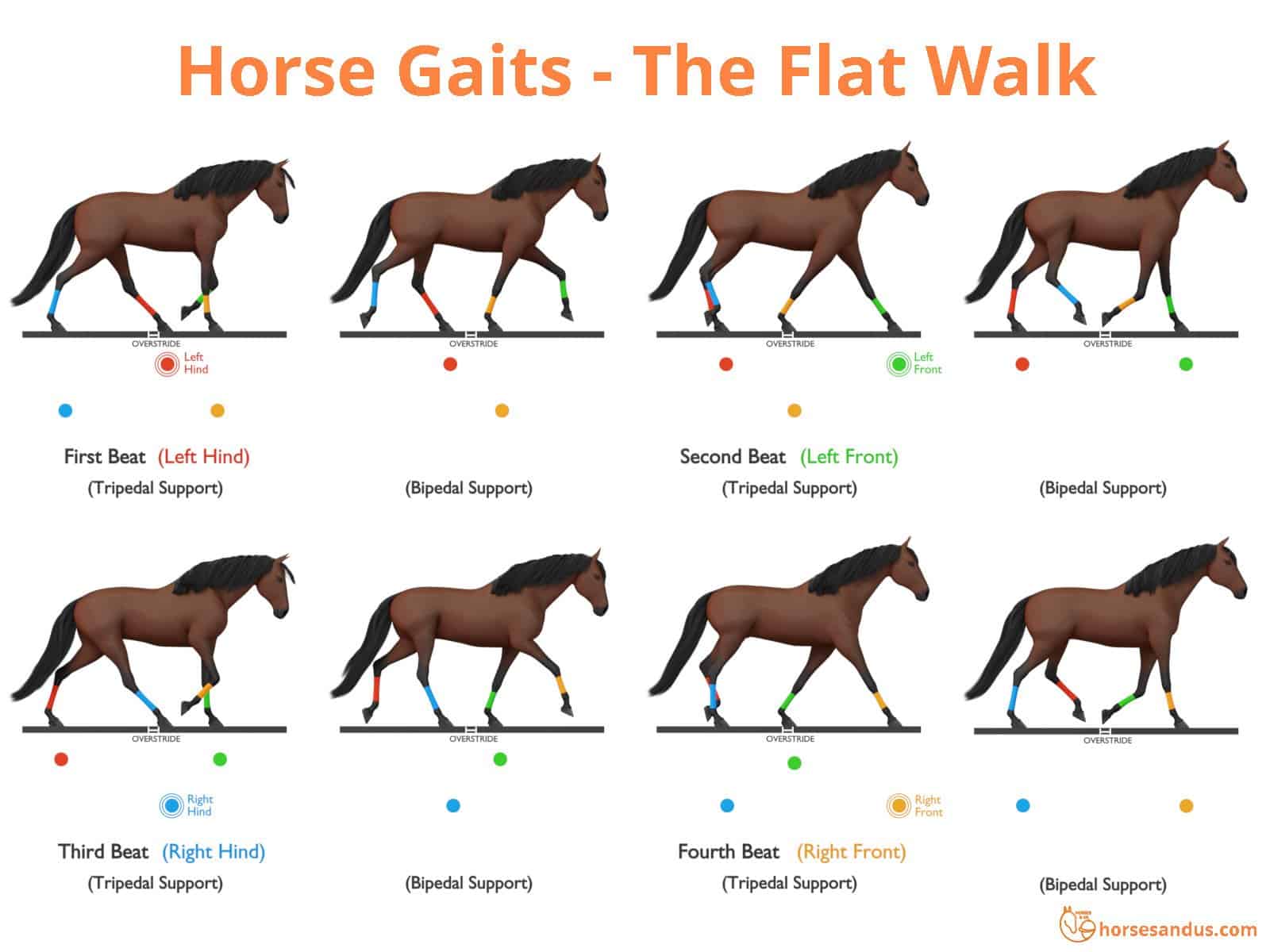 Sequence of footfalls for the Flat Foot Walk - Tennessee Walking Horse