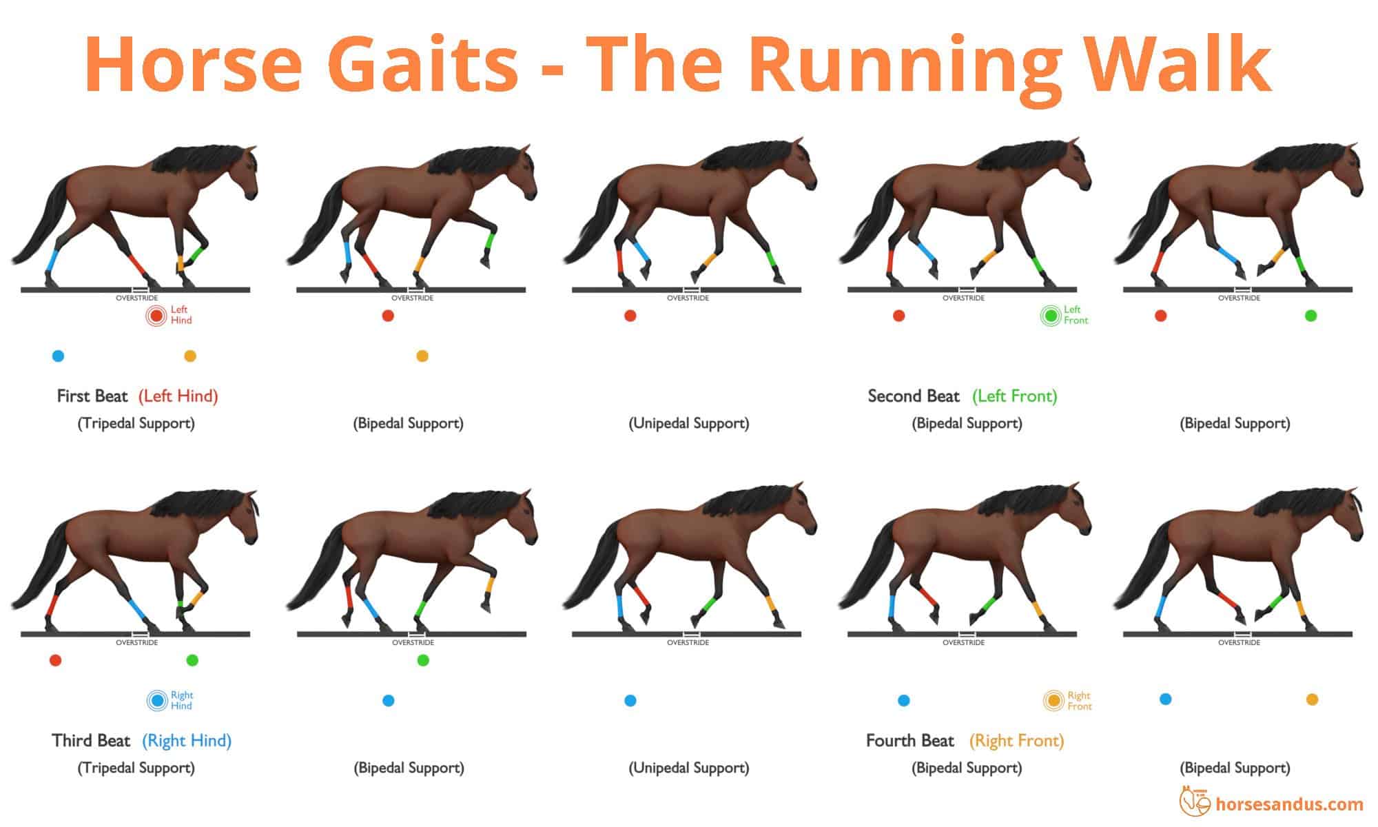 Sequence of footfalls for the Running Walk - Tennessee Walking Horse