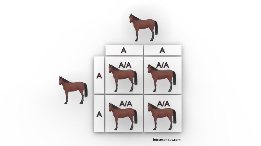 The 3 base horse colours. Bay horse genes inheritance