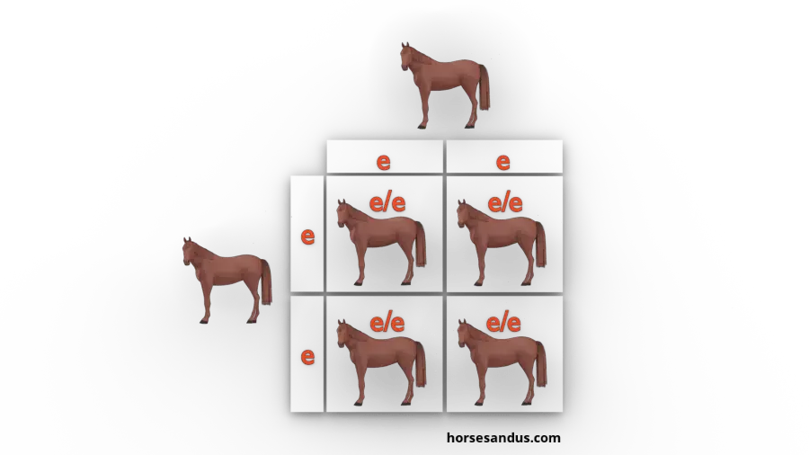 The 3 base horse colours. Chestnut horse inheritance genes