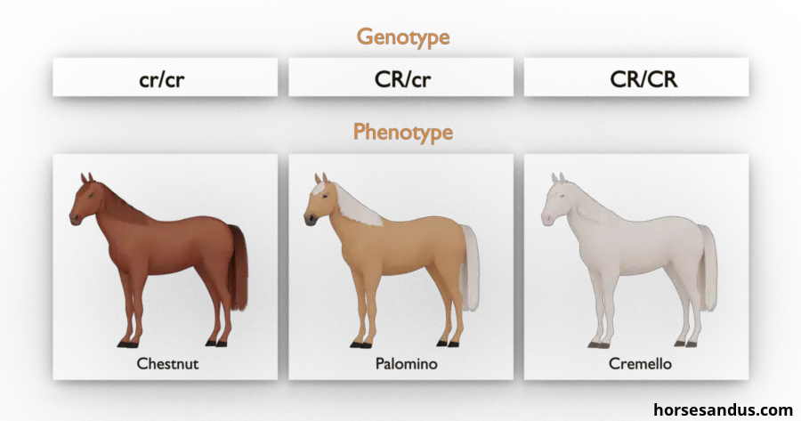 Basics of horse color genetics. Equine cream color gene