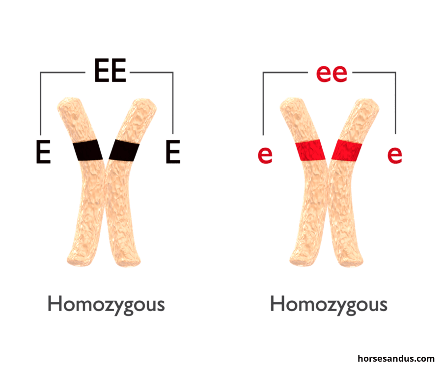 Basics of horse colour genetics. Homozygous equine chromosome. Colour genes