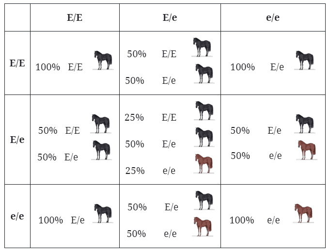 horse color inheritance chart