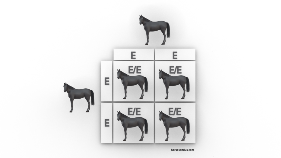 The 3 base horse colours. Black horse genes inheritance