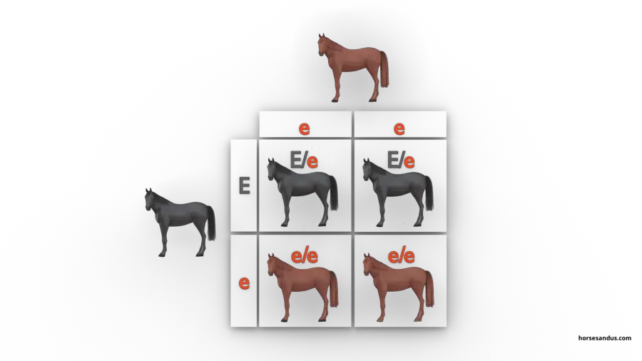 The 3 base horse colours. Genes inheritance chestnut and black horse