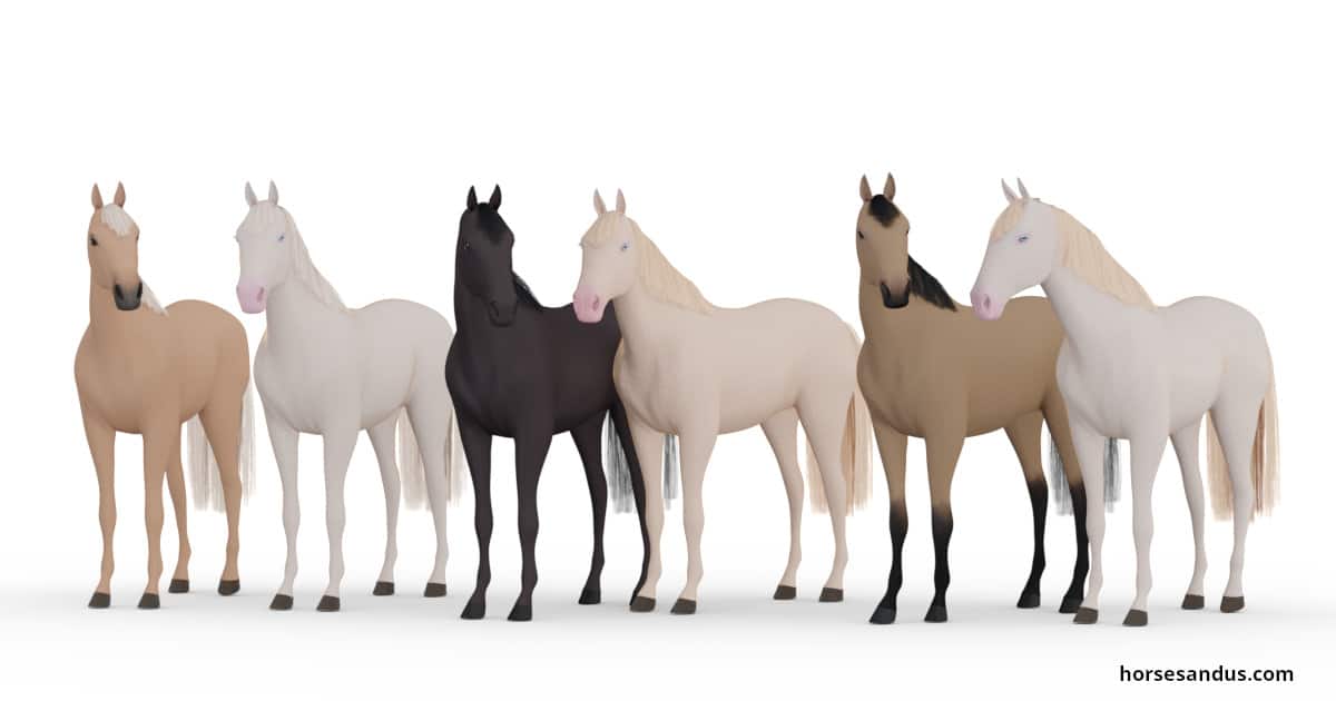 Equine colour - cream gene