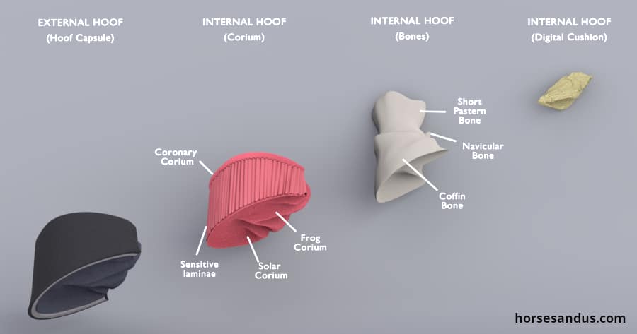 Internal parts of horse hoof