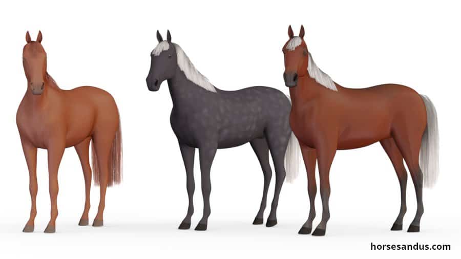 Silver horse gene - Equine Coat colour