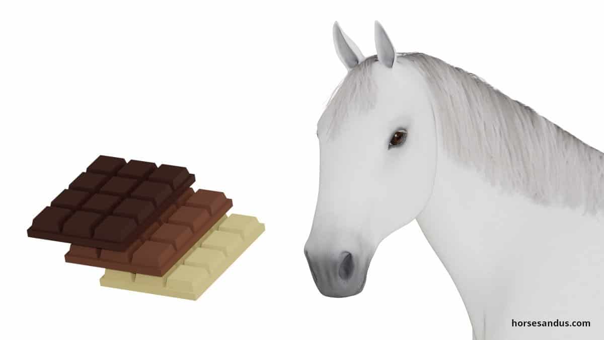 can horses eat chocolate